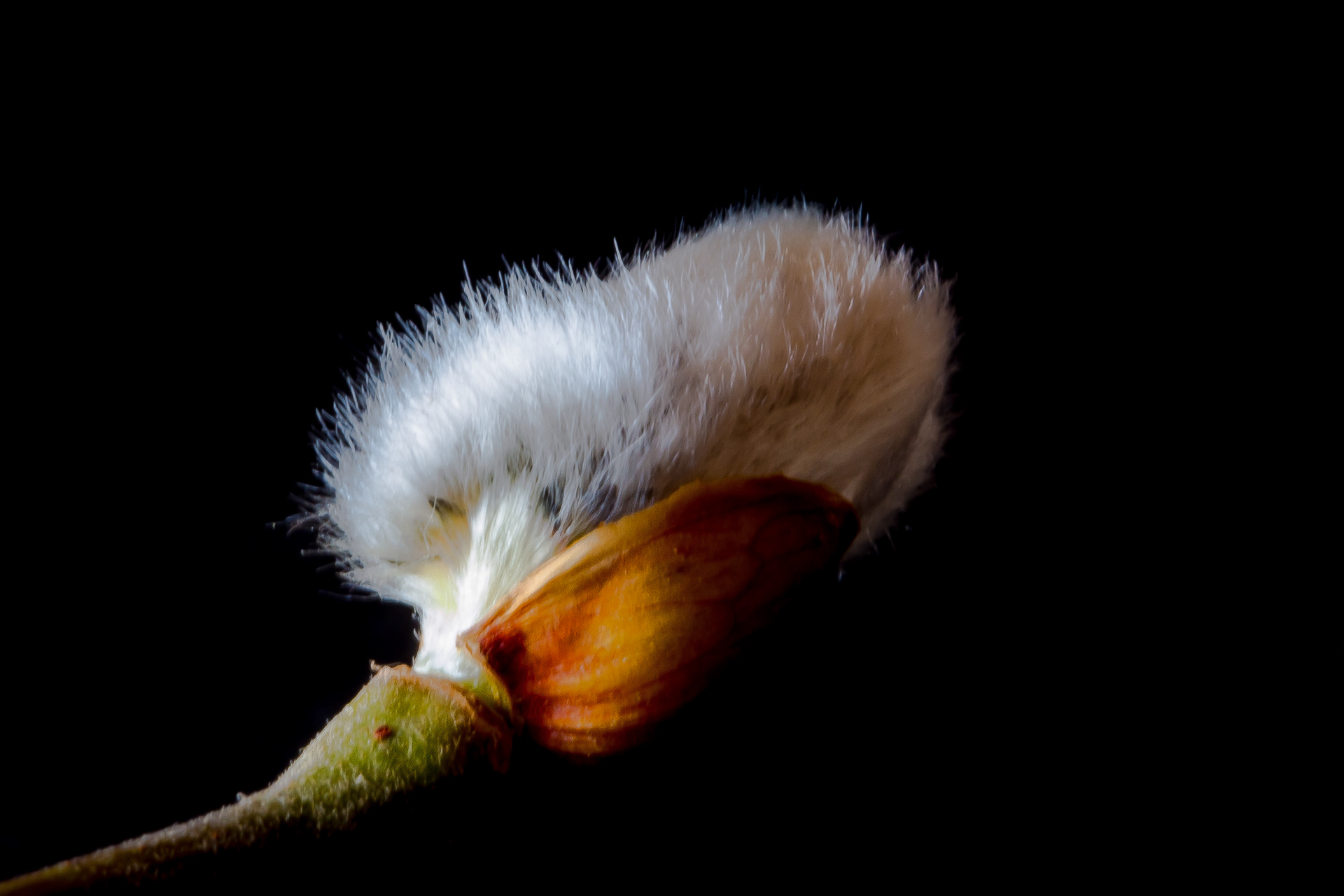 La douceur du bourgeon